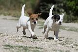 PARSON RUSSEL TERRIER 106